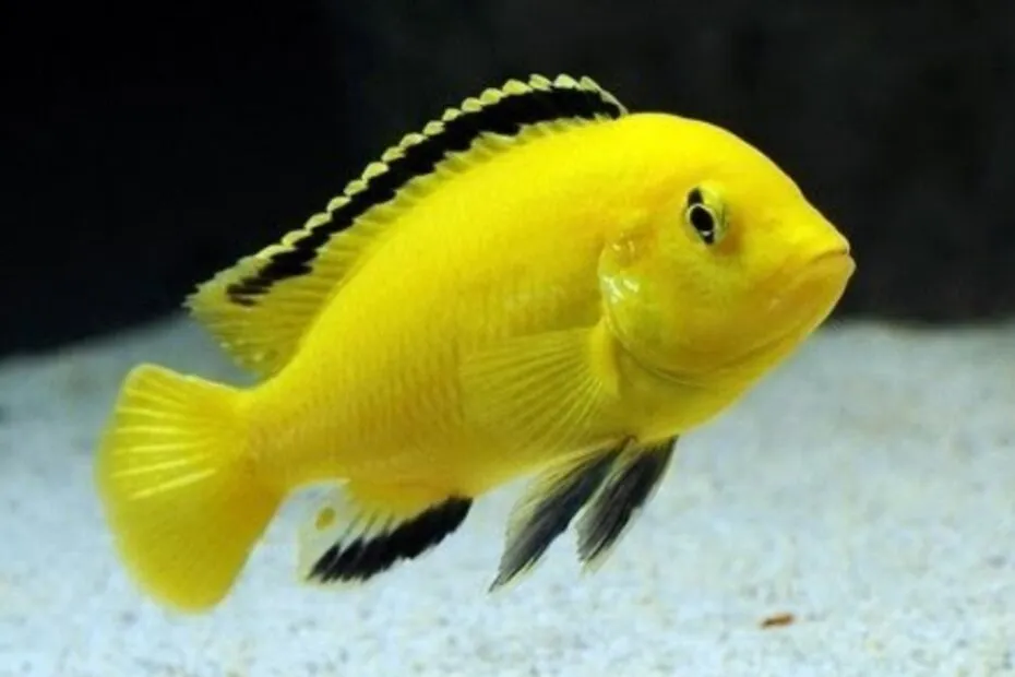 Labidochromis-Caeruleus