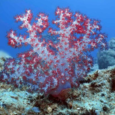 Dendronephthya3