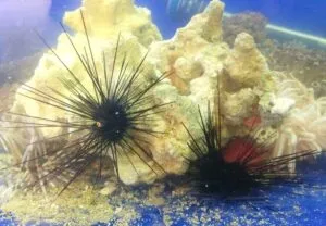 Diadema_Arbuatti