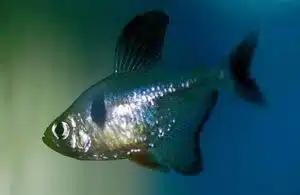 caracidi