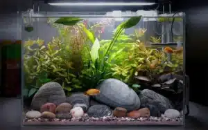 Nano-acquario-dolce