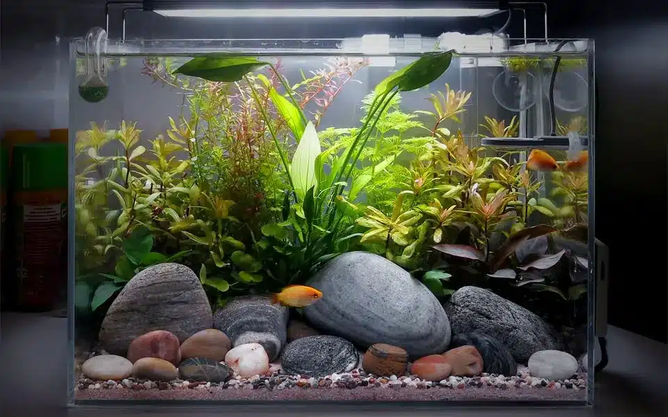 Nano-acquario-dolce