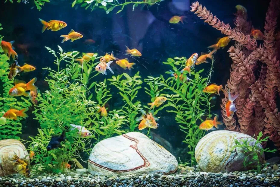 illuminazione acquario