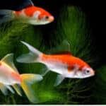 In acquario roma acqua dolce troviamo in genere i pesci rosso