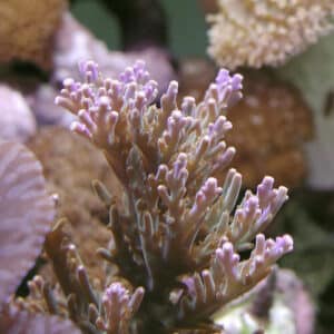 coralli-duri