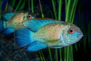pesce ciclide celeste e argentato