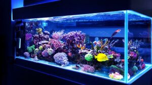 lilluminazione acquario