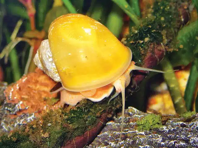 lumaca per acquario