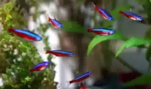 paracheirodon dentro un acquario