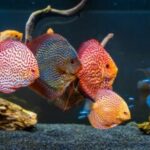 I pesci tropicali più colorati rendono meraviglioso l'acquario di acqua salata